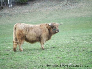 Vivi mit 24 Monate, 550 kg schwer006