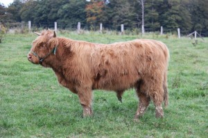 MOGLY IMG_6535