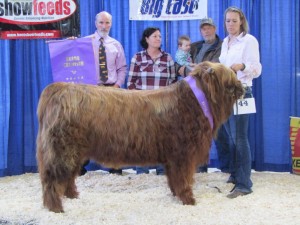 SUNSET DOUBLE TAKE. GRAND CHAMPION BULL 2017 NEHCA bis