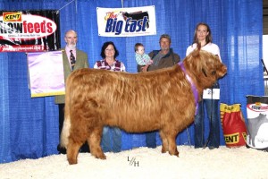 SUNSET WISH'S CHARDONNAY. GRAND CHAMPION FEMALE NEHCA SHOW 2017