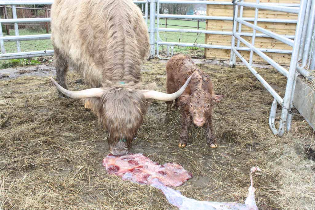 Des Choses Utiles A Savoir Concernant La Gestation Et La Naissance Hce Highland Cattle Eschweiler Luxembourg