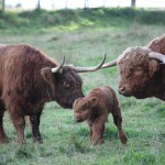 20 Fascinating Facts About The Highland Cow