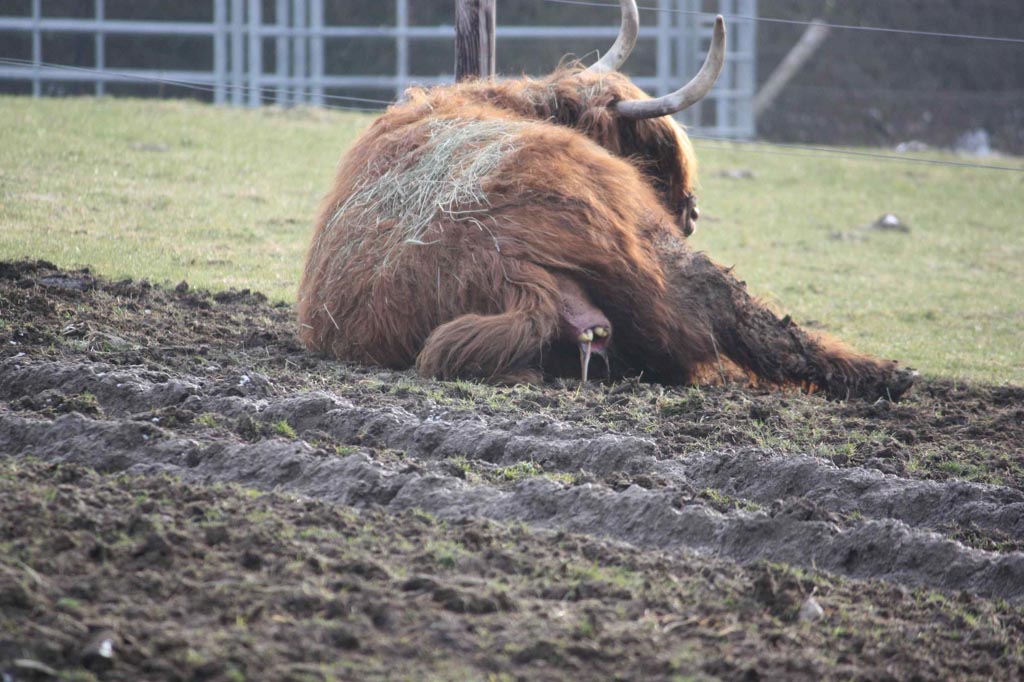 The Highland Coo: 14 Facts Beyond the Horns