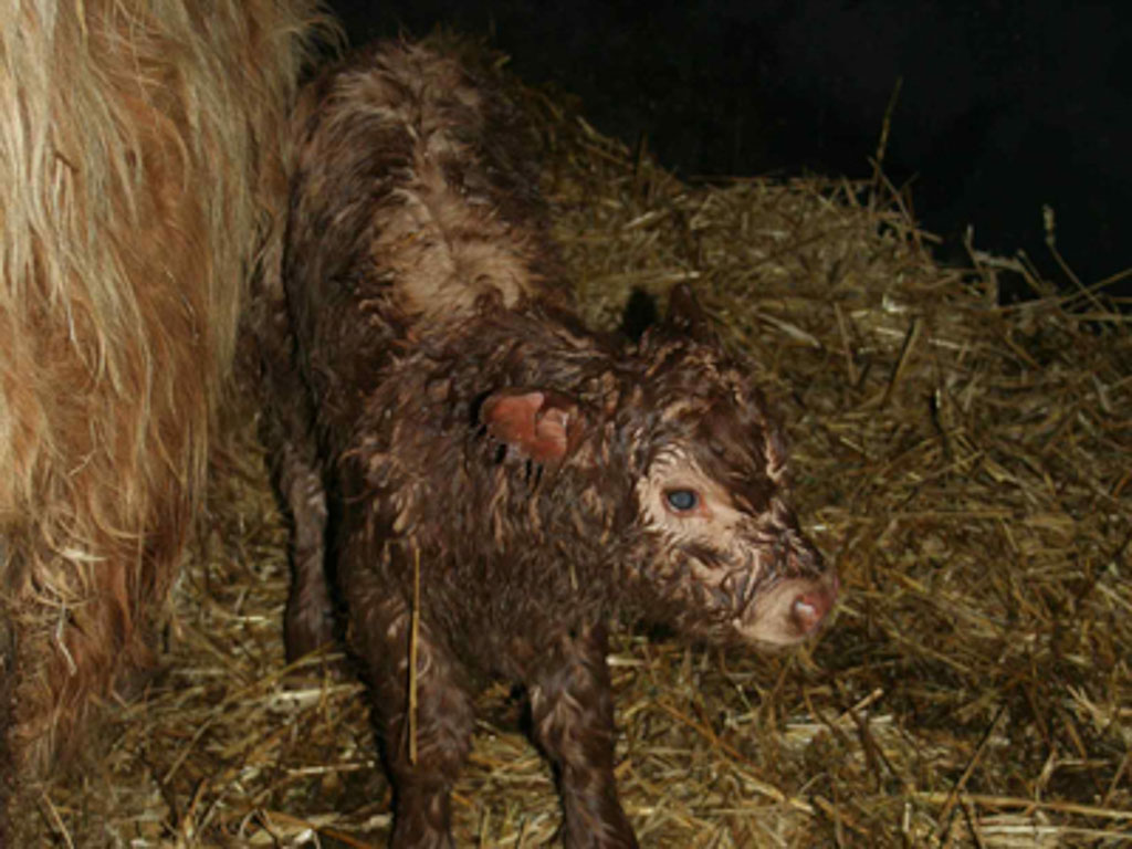 20 Fascinating Facts About The Highland Cow