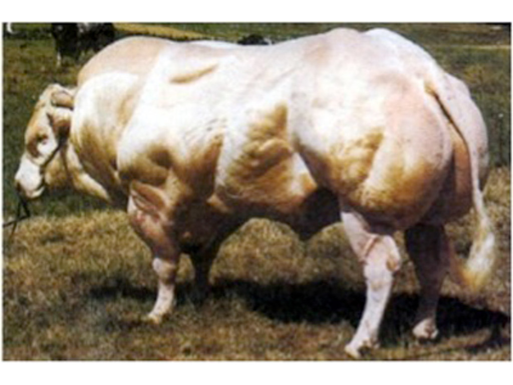 belgian blue cattle muscle