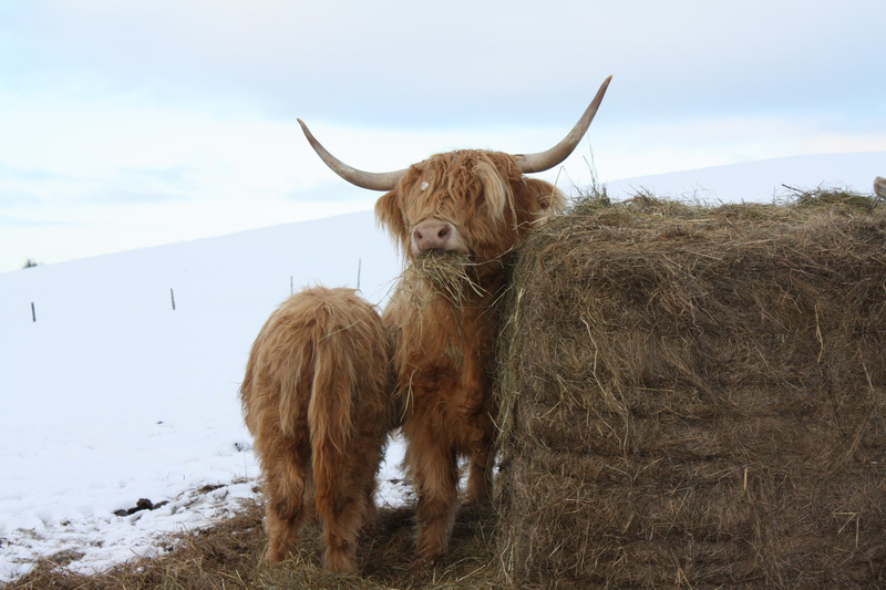 Feeding Highland Cattle HCE Highland Cattle Eschweiler Luxembourg