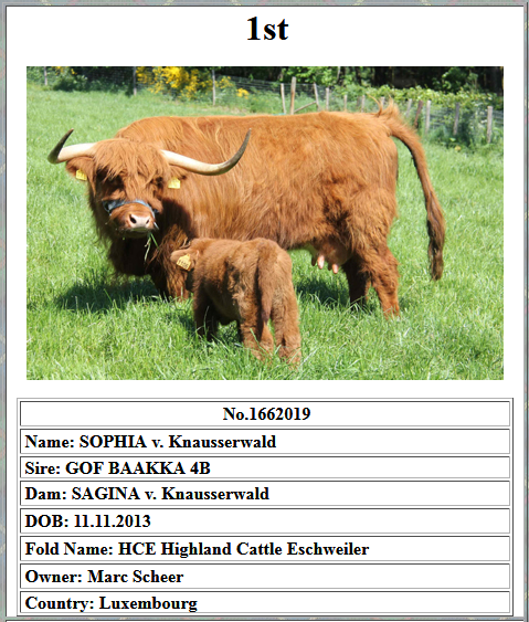 highland cattle price